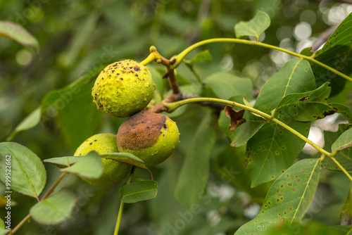 Affected green wallnuts photo