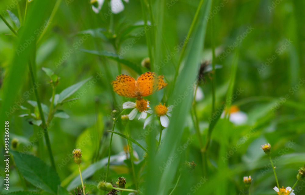 a phalantha phalantha butterfly perched on a blooming flower a phalantha phalantha butterfly perched on a blooming flower