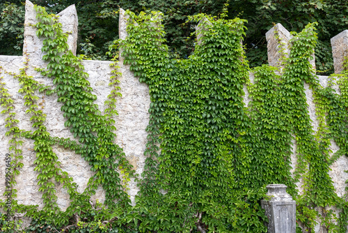 Parthenocissus quinquefolia, also known as Virginia creeper, Victoria creeper, five-leaved ivy, or five-finger, is a species of flowering vine native to eastern and central North America photo