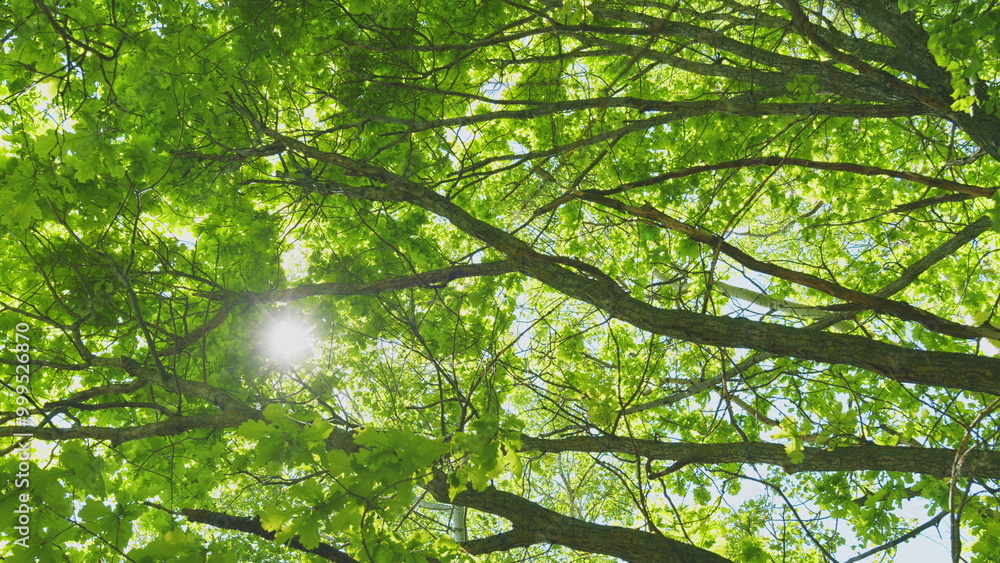 Fototapeta premium Deciduous Tree Branches In Warm Weather On A Sunny Day. Summer Mood In Forest With A View To Top To Sky.