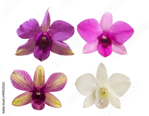 Collection of  Dendrobium phalaenopsis orchid flower isolated on white background photo