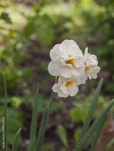Spring flowerbed with blooming white-yellow Double Narcissus