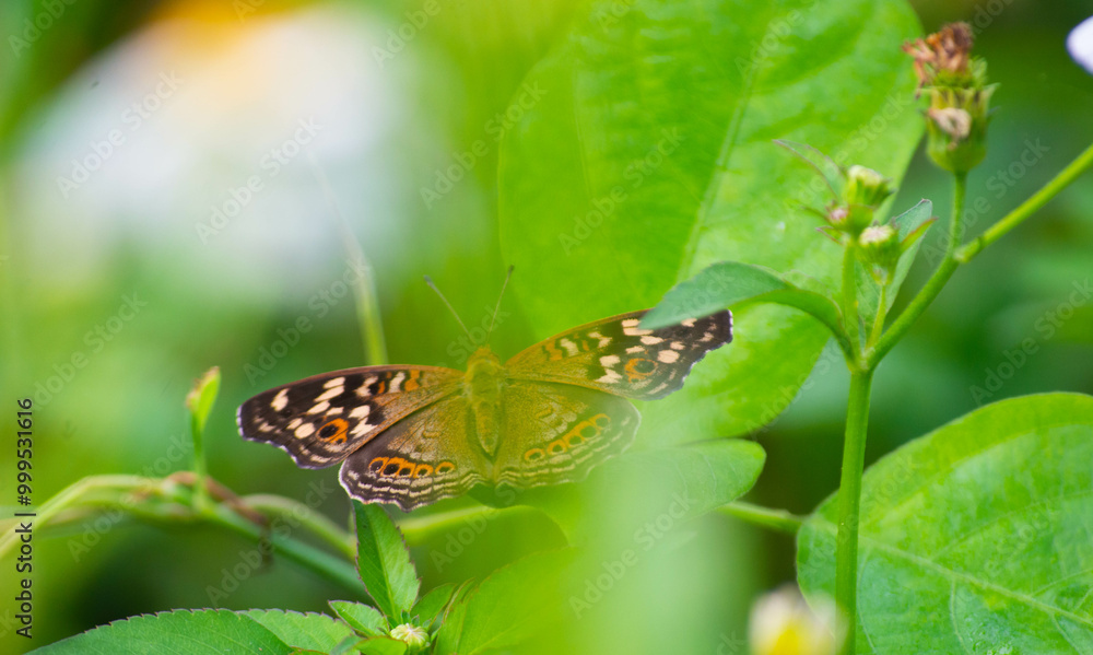 A brown butterfly with small circle motifs on both wings, perched on the leaves. A brown butterfly with small circle motifs on both wings, perched on the leaves.
