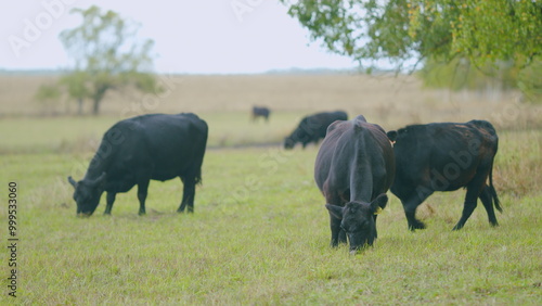 Adult black cow eating grass in a meadow. Cute black cow in pasture. Real time.