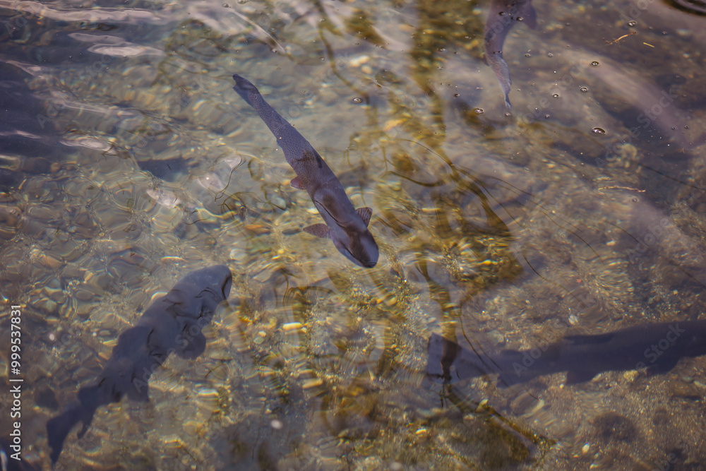Fish swimming at the mouth of an irrigation ditch. natural fish,swimming clear in the mountain stream Fish swimming at the mouth of an irrigation ditch. natural fish,swimming clear in the mountain stream
