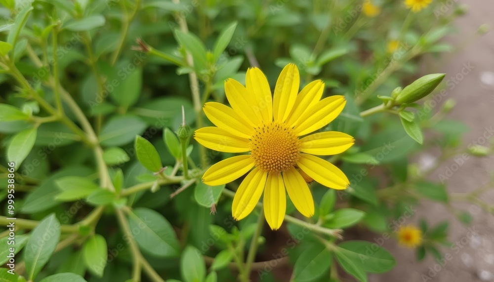 Bright yellow flower blooming in a lush green garden Bright yellow flower blooming in a lush green garden