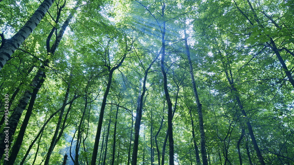 Fototapeta premium Beauty of spring nature. Panoramic view to forest with fresh green foliage. Wide shot.