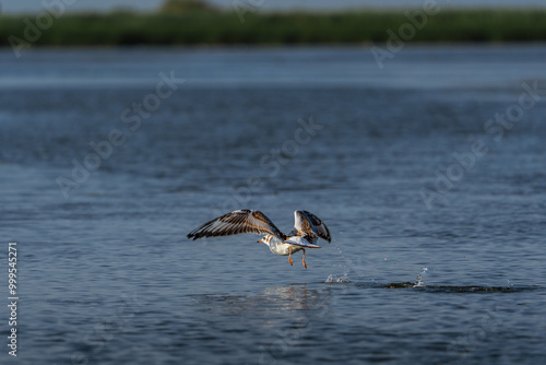 flying seagull photo