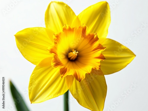 Bright Yellow Daffodil Flower Closeup Isolated on White