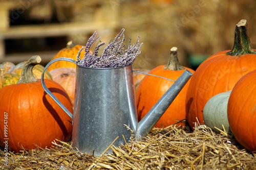 In the photo, among pumpkins of different shapes, types and colors, the main place is occupied by a stainless steel watering can from which a heather bush grows. All elements of the composition stand 