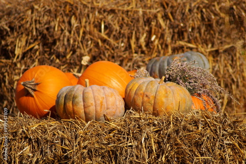 Large pumpkins of different colors, shapes and sizes lie on a haystack. Autumn composition of agricultural crops