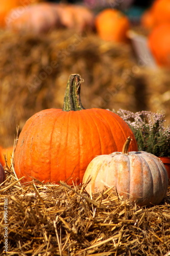 
Very beautiful vertical photo. A huge orange pumpkin, next to a smaller white pumpkin, lie on dry grass - on hay. The autumn composition is complemented by heather flowers and an out-of-focus backgro