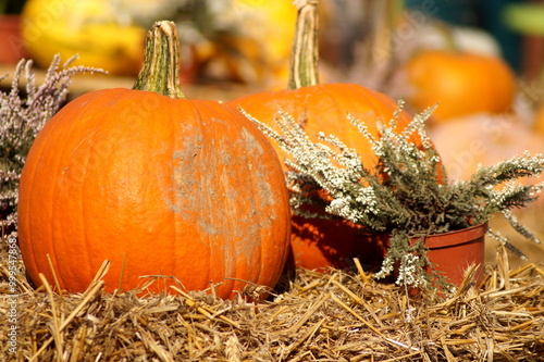 Two large orange pumpkins are located on mowed dry grass. Next to them, the picture is completed by a heather bush. Horizontal photo. Autumn composition of agriculture.