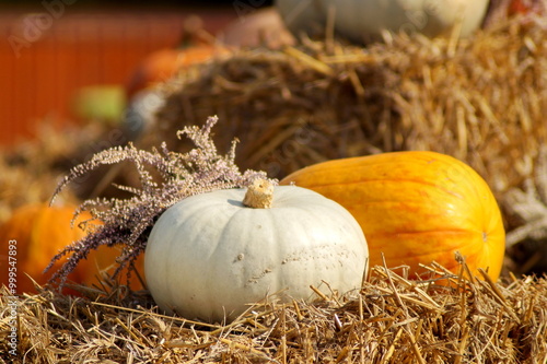 In the photo, pumpkins are beautifully arranged, the main place in the composition is occupied by a large orange pumpkin, oblong in shape, in front of which there is a white pumpkin and a heather bush