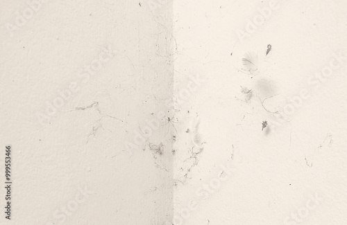 Dirty wall with spiders and spider web or cobweb. Grunge and rough surface. photo