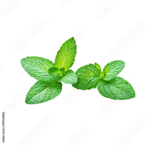 fresh mint leaves ,isolated on white background , transparent png image