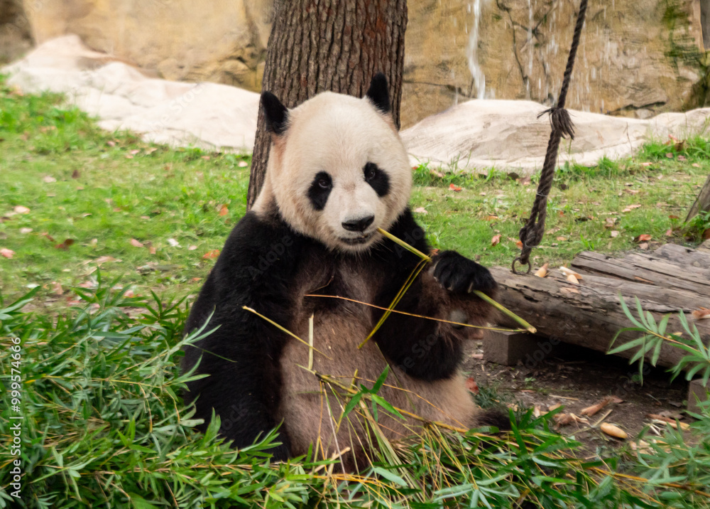Fototapeta premium A giant panda munching on bamboo in a lush green habitat during daylight hours