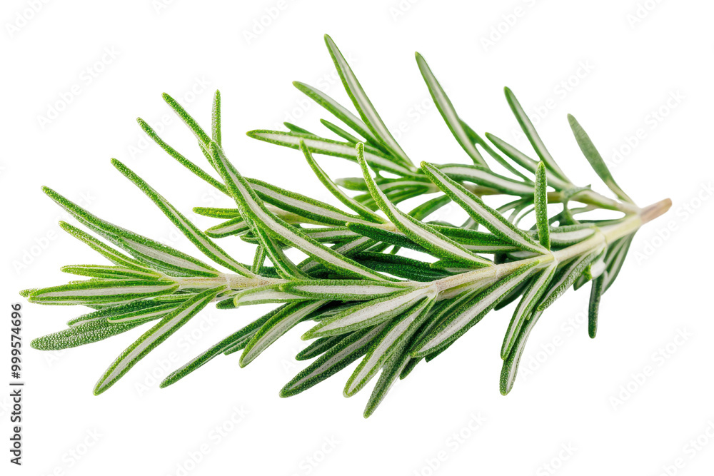 Fresh and aromatic rosemary herb on a white background, perfect for culinary or herbal design projects. Fresh and aromatic rosemary herb on a white background, perfect for culinary or herbal design projects.