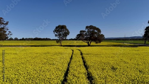 Farming and agriculture - Australia  - Wheat, Barley and Canola Fields Farmland