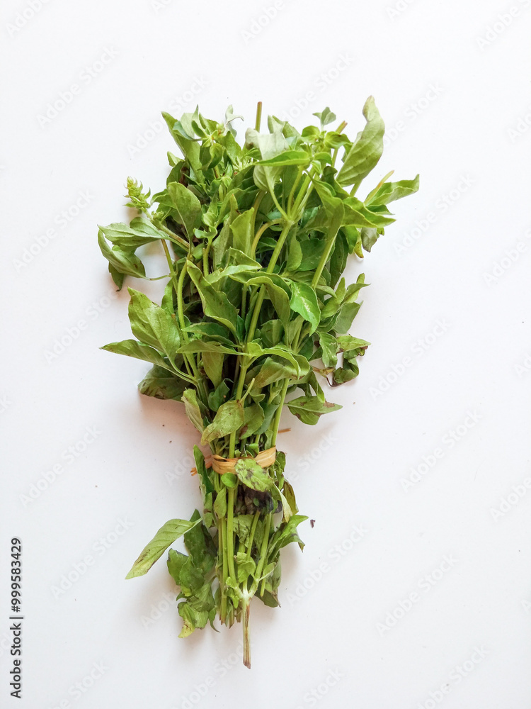 Basil one bunch isolate on white. Basil is a small herb whose leaves are usually eaten as a salad Basil one bunch isolate on white. Basil is a small herb whose leaves are usually eaten as a salad