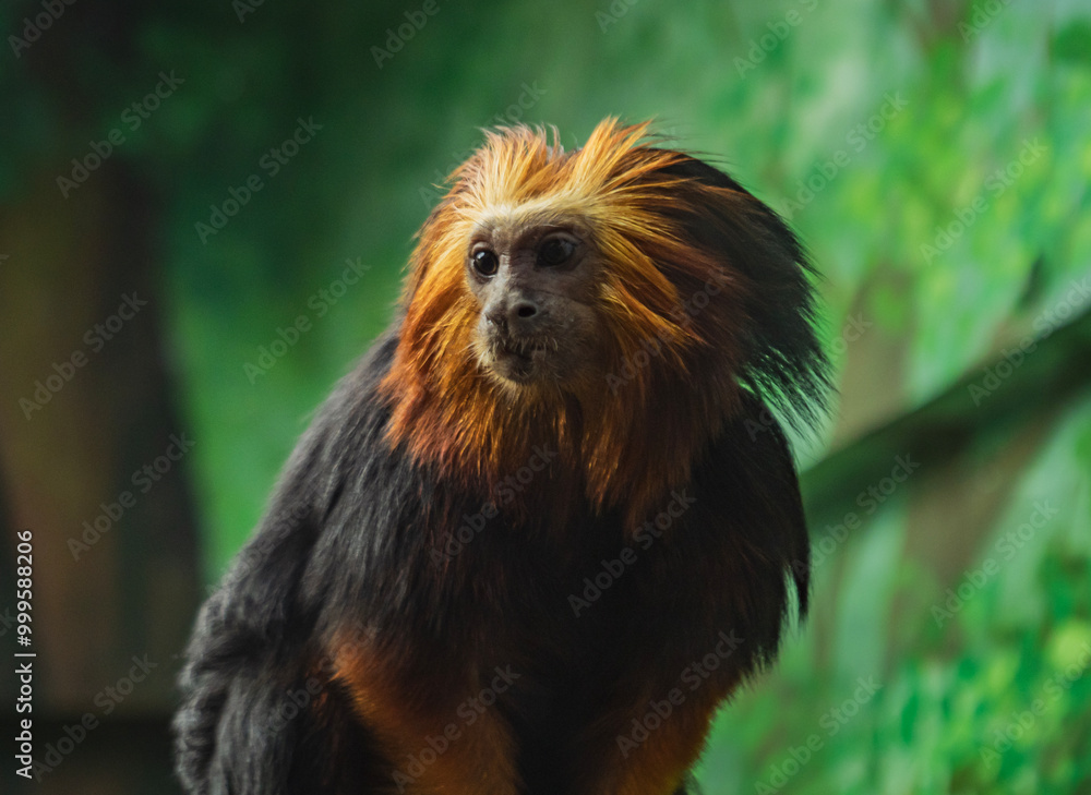 Golden-headed lion tamarin perched on a branch among vibrant foliage in a tropical environment Golden-headed lion tamarin perched on a branch among vibrant foliage in a tropical environment