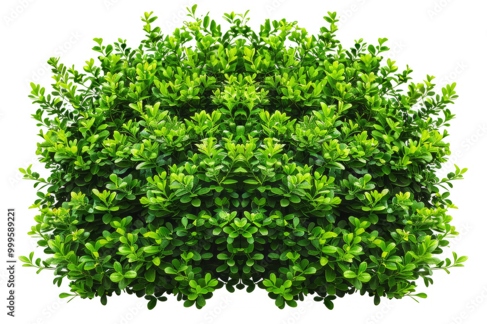 Fototapeta premium A lush full bush with a vibrant green hue, showcasing its intricate branching patterns on a white backdrop.