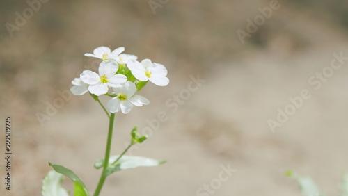 Alyssum maritimum blooming in the garden. Lobularia maritima. Arabis alpina caucasica. Slow motion. photo