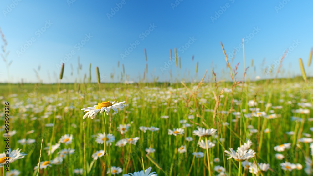 Obraz premium Field of flowers chamomile. Idyllic summer landscape with flowering white daisies and other herbs. Wide shot.