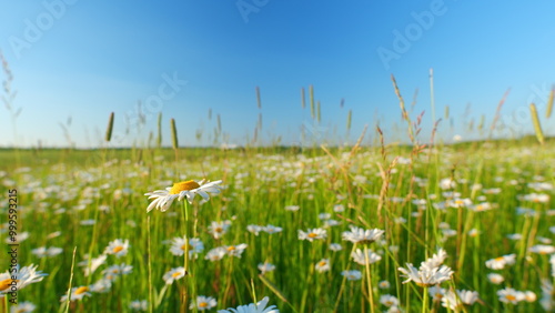 Field of flowers chamomile. Idyllic summer landscape with flowering white daisies and other herbs. Wide shot.