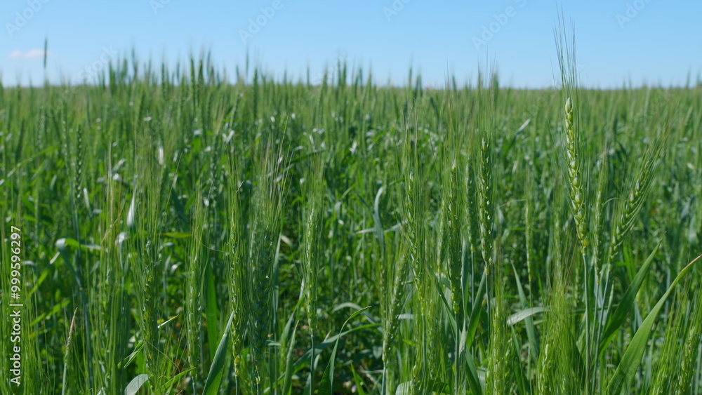 Fototapeta premium Green agricultural wheat field waving in the wind against a blue sky with clouds.