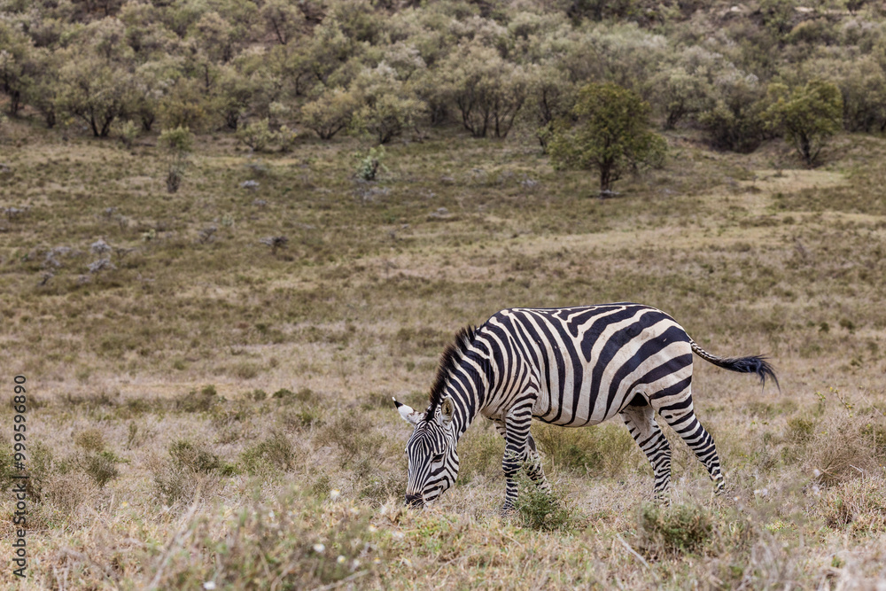 zebra in the savannah Hell's Gate National Park is a national park situated near Lake Naivasha in Kenya. The park is named after a narrow break in the cliffs, once a tributary of a prehistoric lake th zebra in the savannah Hell's Gate National Park is a national park situated near Lake Naivasha in Kenya. The park is named after a narrow break in the cliffs, once a tributary of a prehistoric lake th