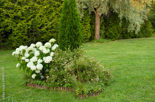 Beautiful lush Hydrangea arborescens commonly known as smooth hydrangea or sevenbark growing in home garden in summer. photo