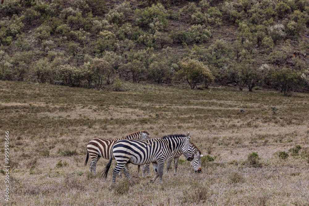 zebras in the serengeti national park Hell's Gate National Park is a national park situated near Lake Naivasha in Kenya. The park is named after a narrow break in the cliffs, once a tributary of a pre zebras in the serengeti national park Hell's Gate National Park is a national park situated near Lake Naivasha in Kenya. The park is named after a narrow break in the cliffs, once a tributary of a pre