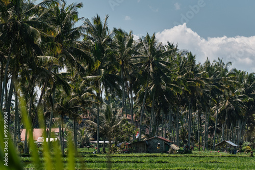 Fotografie palmtrees in ricefield