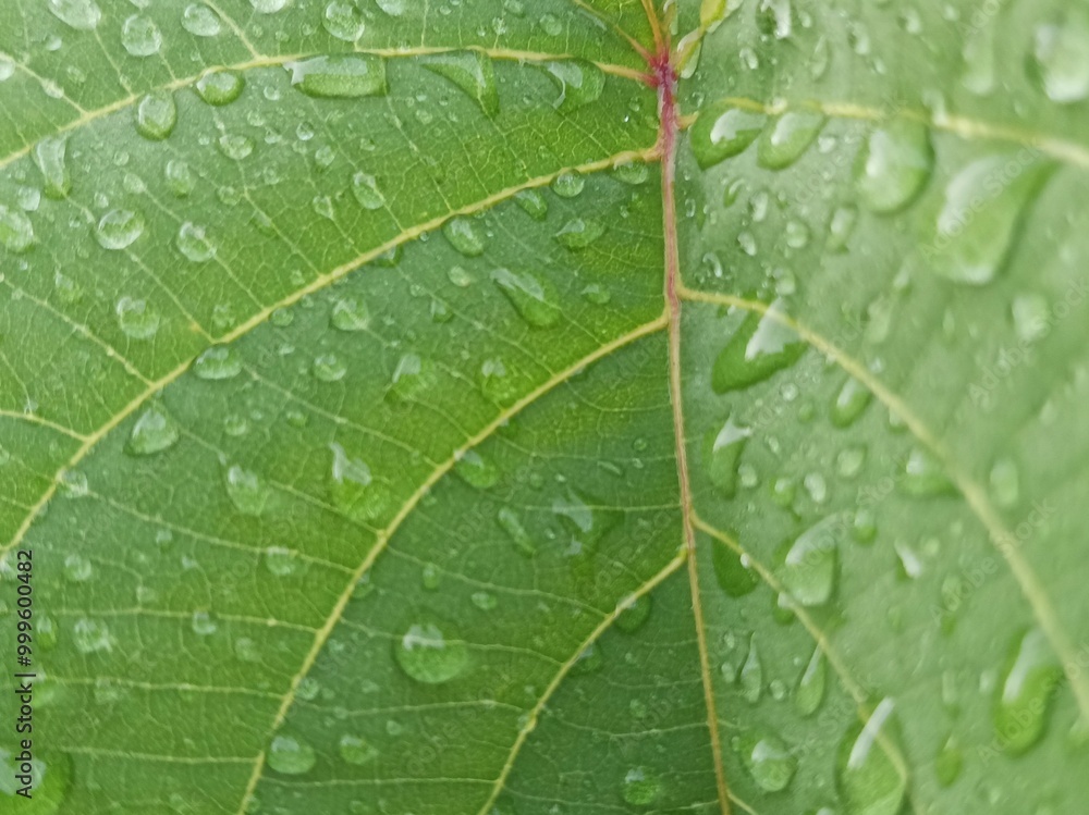 aesthetic raindrop on the leaf aesthetic raindrop on the leaf