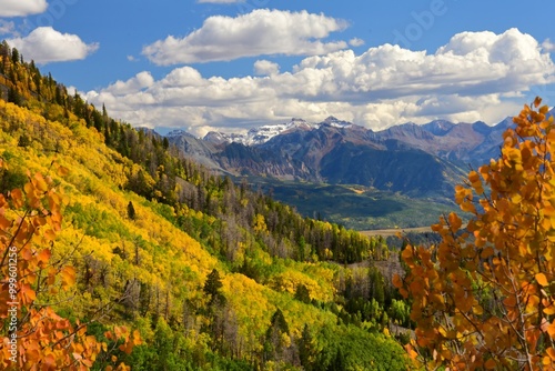 beautiful golden aspen trees on a sunny autumn day along the last dollar jeep road between ridgway and telluride, colorado,  in the san juan mountains 