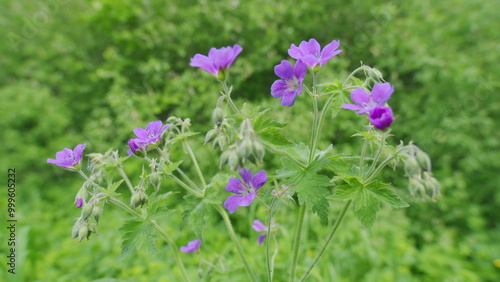 Wild geraniums bloom in wild nature. Beautiful wild lilac cranesbill flower. Summer blurred focus background with copy space. Slow motion.