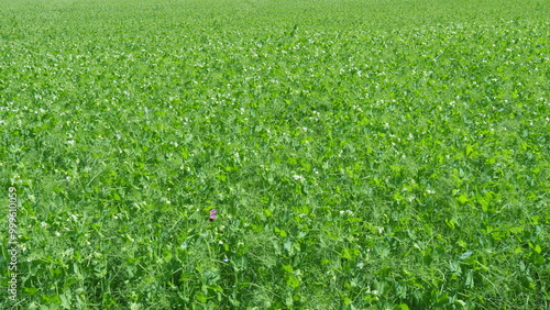 Young shoots and flowers in a field of green peas. Pea field in spring. Wide shot.