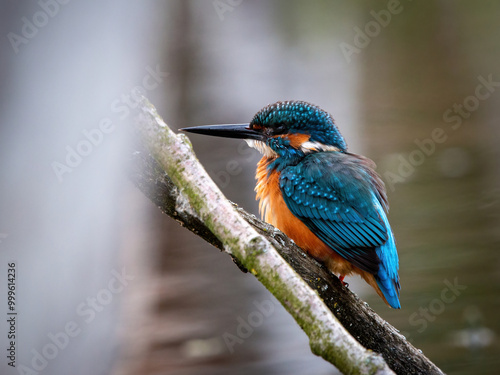 Zimorodek, kingfisher portret bokeh tło na gałązce 