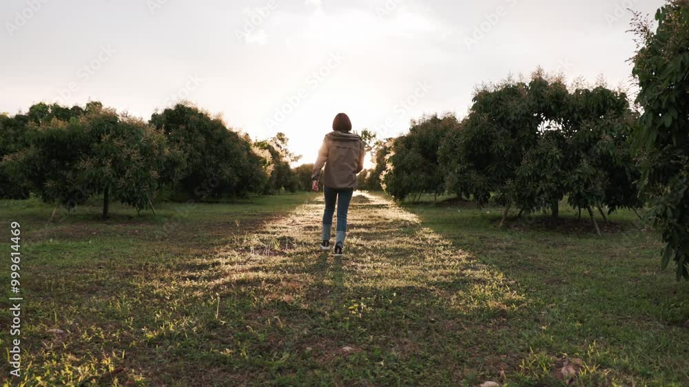 Asian lady farmer walks and checks her longan fruit Asian lady farmer walks and checks her longan fruit