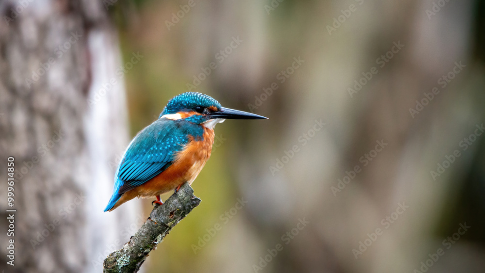 Zimorodek, kingfisher portret bokeh tło na gałązce Zimorodek, kingfisher portret bokeh tło na gałązce