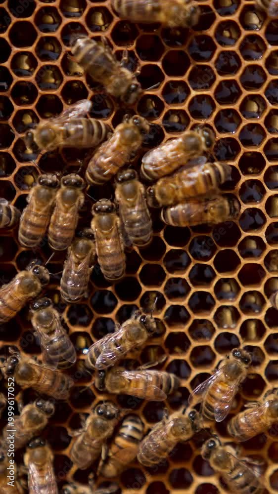 Numerous stripy working bees on the honeycombs. Insects walk by the cells filled with fresh liquid honey. Close up. Numerous stripy working bees on the honeycombs. Insects walk by the cells filled with fresh liquid honey. Close up.