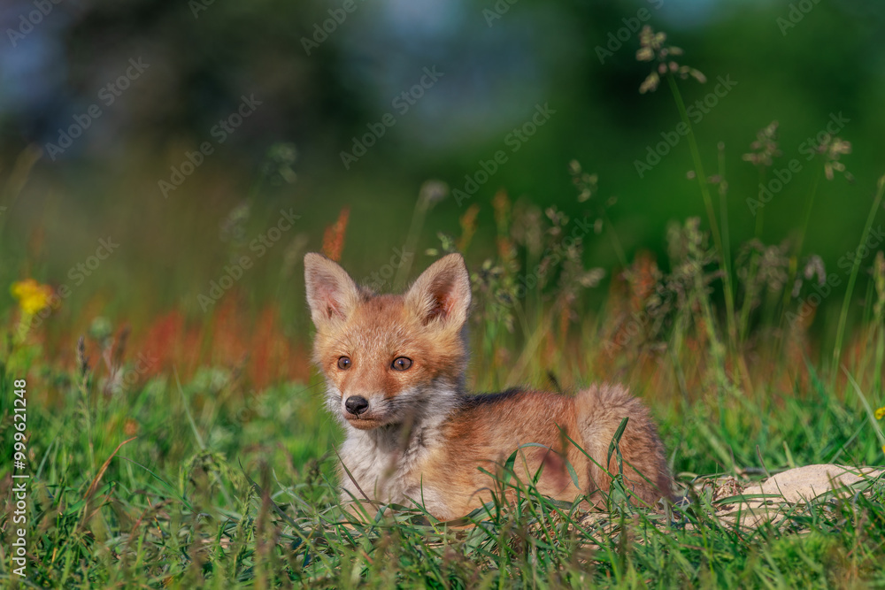 A young fox cub is basking at the entrance of its den in the warmth of the May sun, on a flower covered meadow. A young fox cub is basking at the entrance of its den in the warmth of the May sun, on a flower covered meadow.