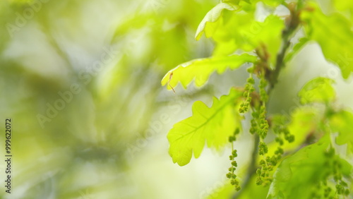 Oak branch swaying in the wind. Pollen allergies. Selective focus.