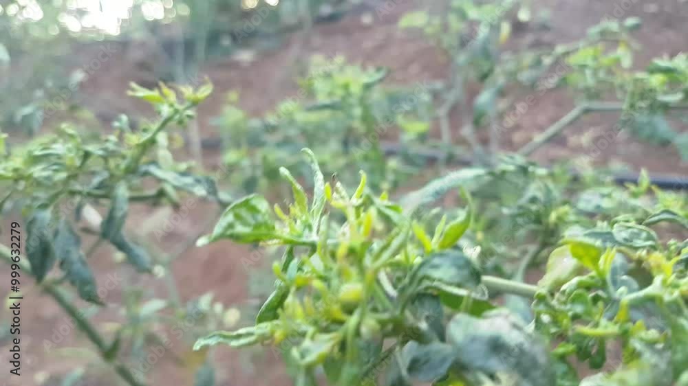 Leaf curl chilly plant fungus 4K stock video
Fly - Insect, Pathogen Transmission, Virus, White Color, 4K Resolution Leaf curl chilly plant fungus 4K stock video
Fly - Insect, Pathogen Transmission, Virus, White Color, 4K Resolution