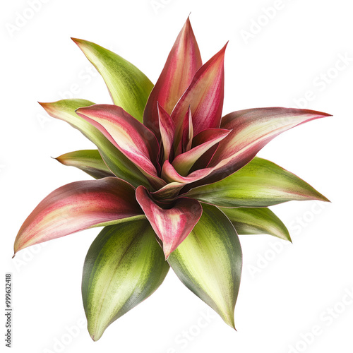 Pink Lily Blossom Isolated on White Background