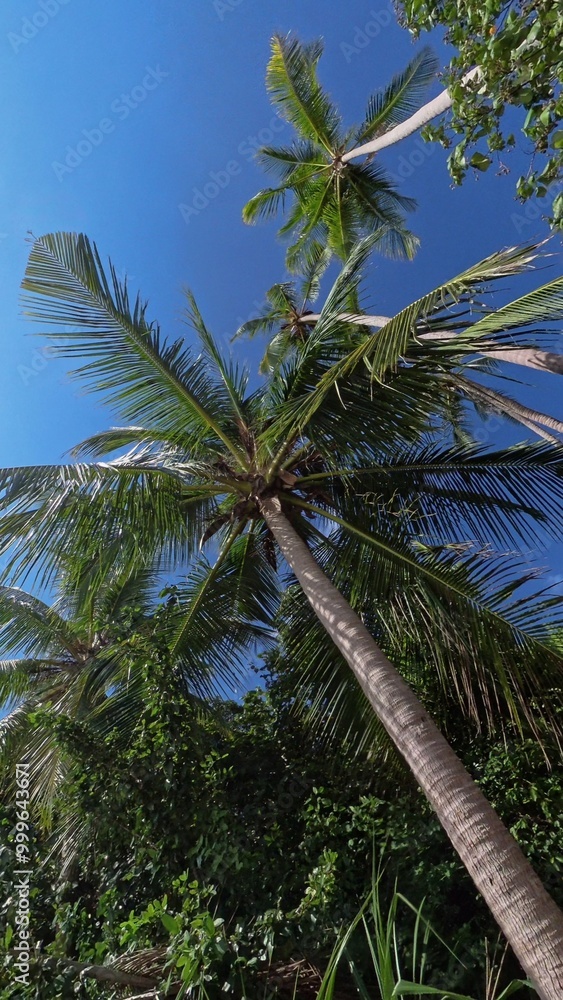 branches of coconut palms under blue sky branches of coconut palms under blue sky