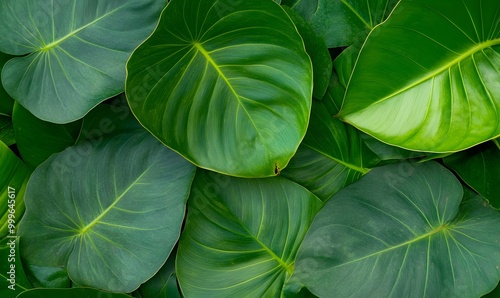 View of Lush Green Tropical Leaves with Prominent Veins, Generative AI