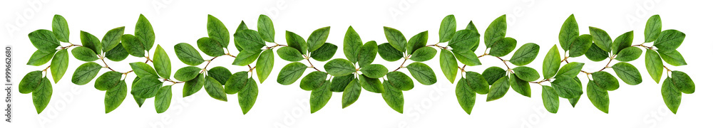 Naklejka premium Twigs with green leaves (Cotoneaster lucidus) in a floral garland isolated on white or transparent background