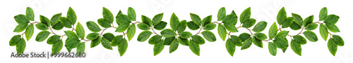 Twigs with green leaves (Cotoneaster lucidus) in a floral garland isolated on white or transparent background